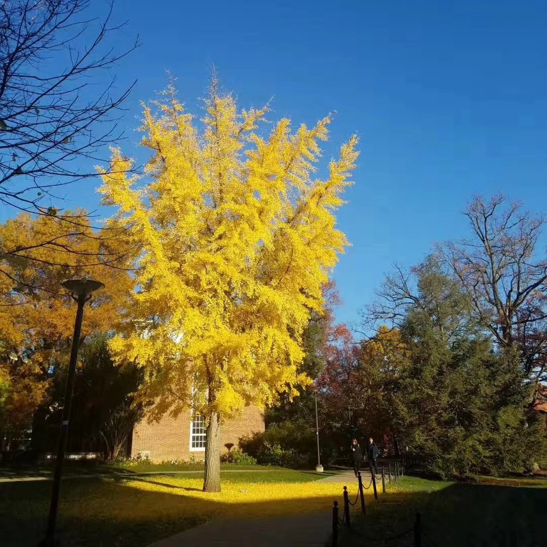State College 的秋天