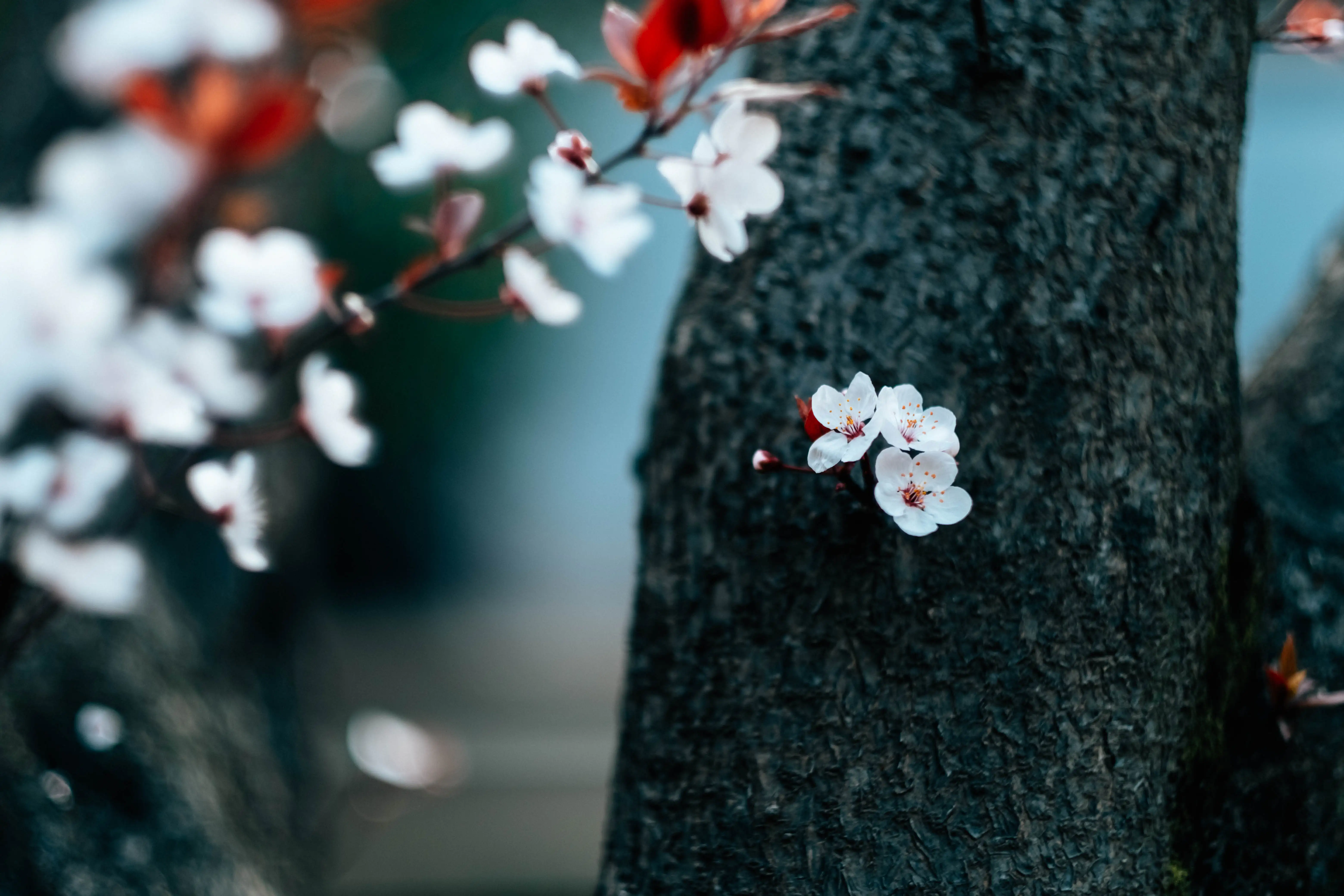 Spring blossoms against a dark tree trunk